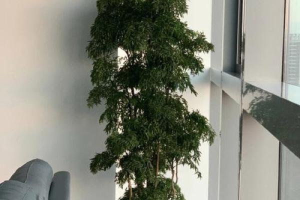 办公场所摆放植物的风水讲究 办公场所摆放植物的风水讲究