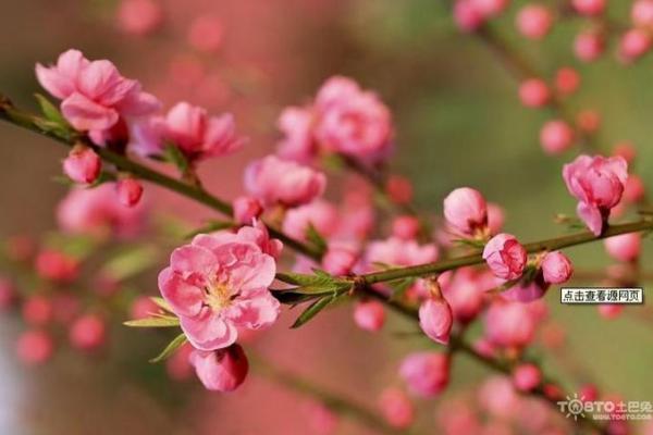风水上家里可不可以养梅花
