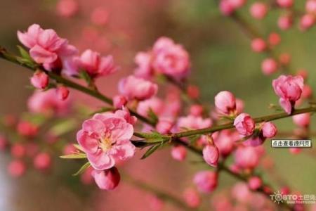 风水上家里可不可以养梅花