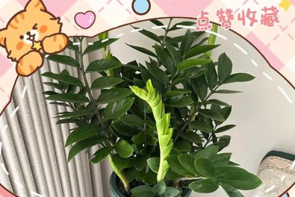 小阳台风水，切记这些好运常来