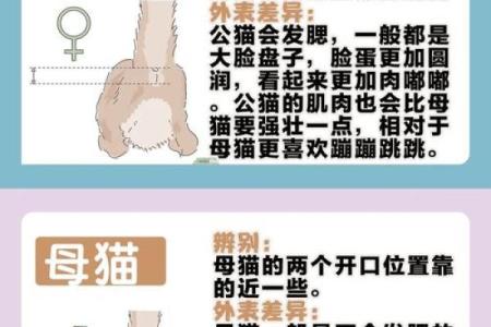 怎么给公猫姓名配对呢图片 怎么给公猫取名字好听？