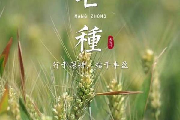 2024年芒种的财神方位在哪？芒种节气的三个物候现象