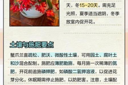 蟹爪兰风水寓意
