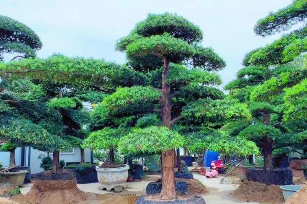 大门正确栽树方位，农村大门口栽树有讲究吗？
