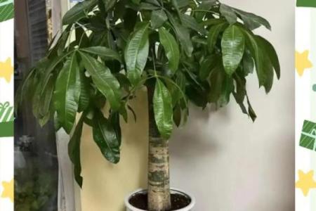 买了发财树，不要把方位摆错了