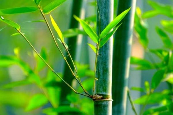 房子西边适合种什么植物风水好
