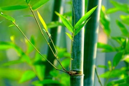 房子西边适合种什么植物风水好