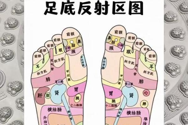 看相算命：详解脚底穴位图