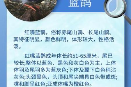 测试小鸟的名字吉凶
