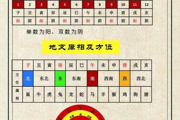 八字十二地支详解