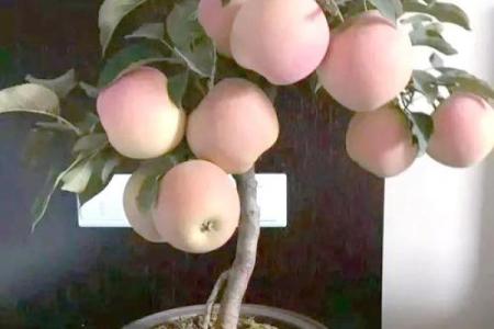 在家里种植哪些果树能符合风水规律