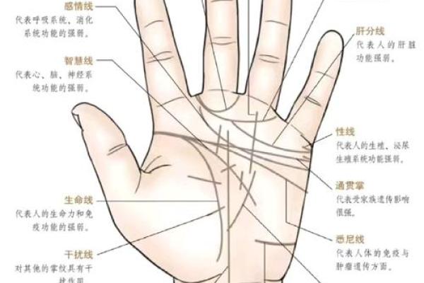 怎么看手相算命，怎么看手相算命图解