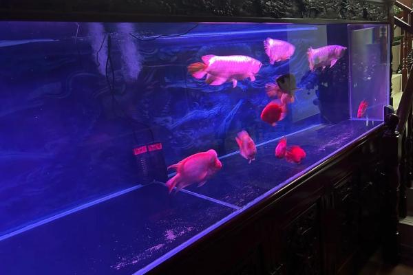 养银龙鱼风水 养银龙鱼风水讲究