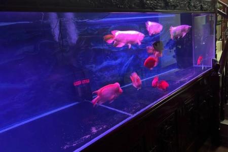 养银龙鱼风水 养银龙鱼风水讲究
