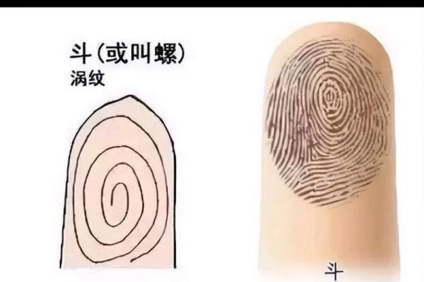手指上的斗和簸箕代表什么 十个簸箕 簸箕和斗算命