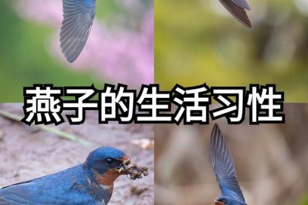 燕子科学风水