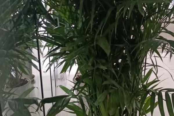 富贵椰子的风水寓意