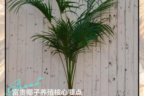 富贵椰子的风水寓意