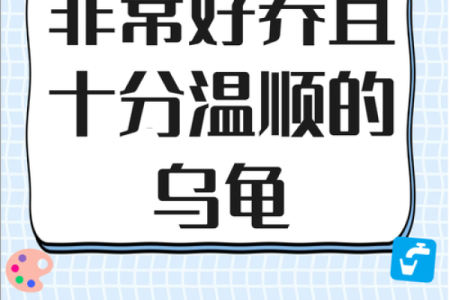 养多少只龟 养龟风水 养几只龟好