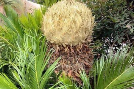 风水上铁树开花的意思