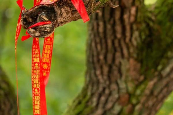 八字偏弱喜火的人佩戴什么好