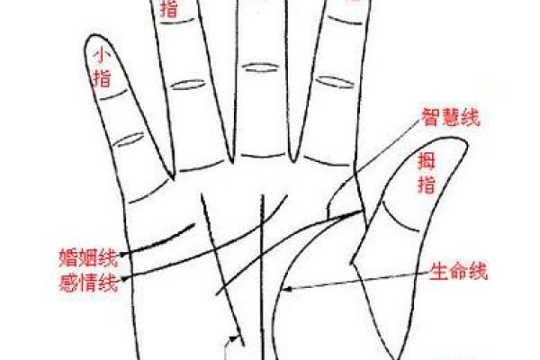 怎么看手相算命？只看男左女右对吗？