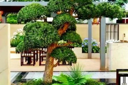 房子周围栽树风水