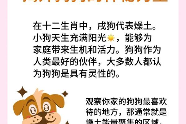 十二星座谁是最适合养的狗狗