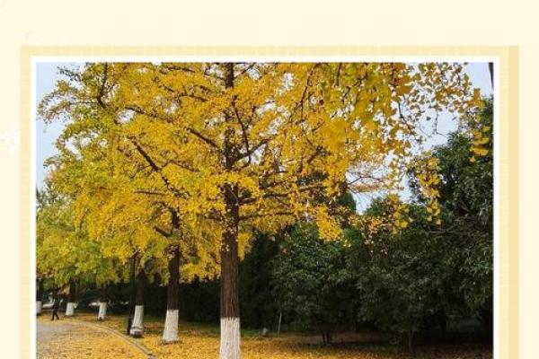 银杏树种在什么方位比较好
