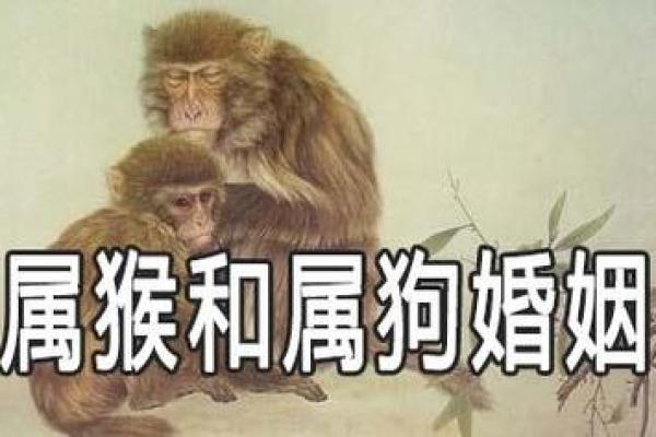 属狗和什么属相最配对 属狗和什么属相相冲