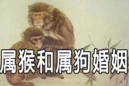 属狗和什么属相最配对 属狗和什么属相相冲