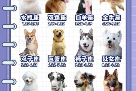 什么星座最适合养什么样的狗狗