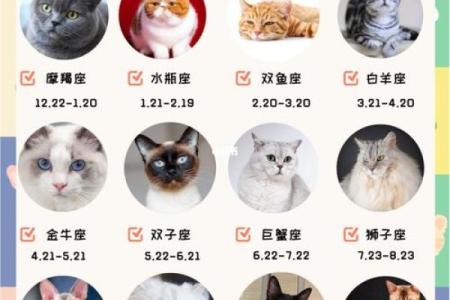 十二星座什么地方适合养猫