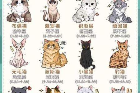 12星座射手座适合养什么猫