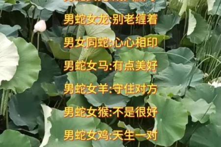 女蛇男鼠属相婚配好吗 女蛇男鼠配对宜