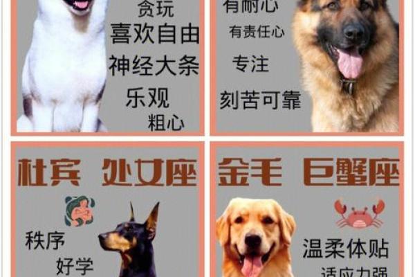星座最适合什么狗狗