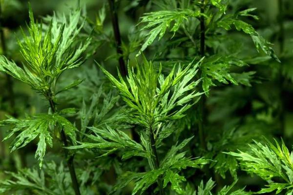 风水解答为什么不应该将艾草作为礼物送给别人