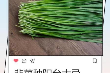 风水院子_韭菜种在院子有甚么寓意