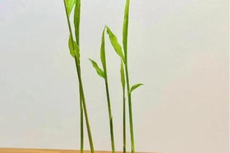 家种姜风水好吗