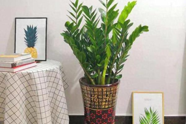 横财风水：财位适宜摆放的花卉