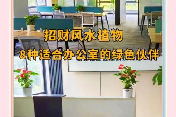 办公室风水绿植有哪些选择适合