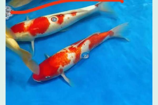 锦鲤鱼混养风水