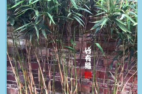 平安竹的风水作用