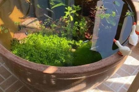 楼顶养鱼 风水