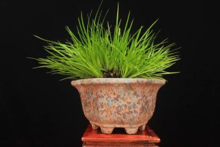办公室风水绿植有哪些选择适合
