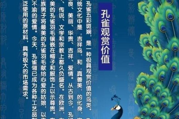 孔雀寓意风水吗