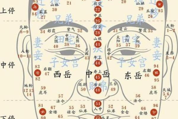 眼皮看面相算命