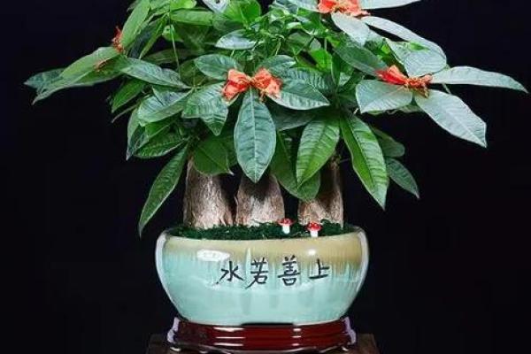 厨房招财风水也很重要 放这几种花能够招财改运