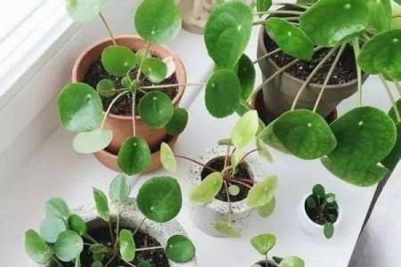 厨房招财风水也很重要 放这几种花能够招财改运