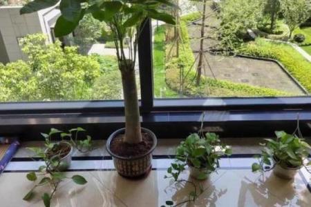家居阳台风水知识 适合放在阳台的几种招财物